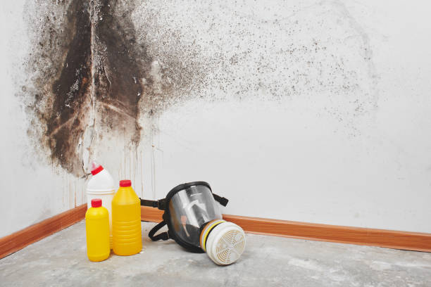Best Attic Mold Remediation in Ellsworth, WI