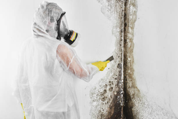 Best Emergency Mold Remediation in Ellsworth, WI