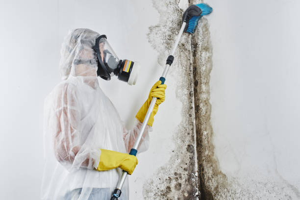 Best Industrial Mold Remediation in Ellsworth, WI