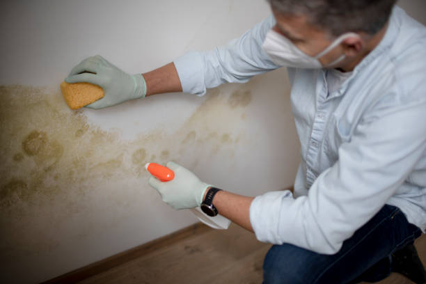 Best Kitchen Mold Remediation in Ellsworth, WI