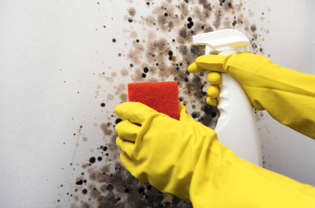 Best DIY Mold Remediation Support Services in Ellsworth, WI