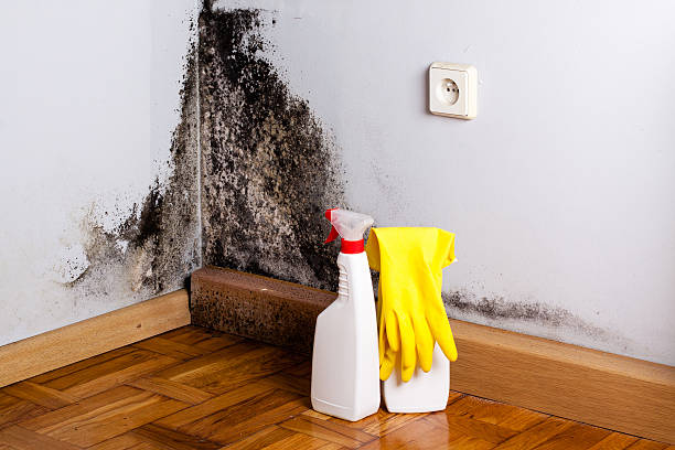 Best Bathroom Mold Remediation in Ellsworth, WI